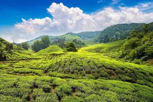 Holdy view point land for sale Nuwara Eliya pudaluoya