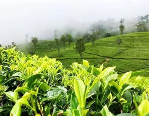 Nuwaraeliya road land for sale pudaluoya