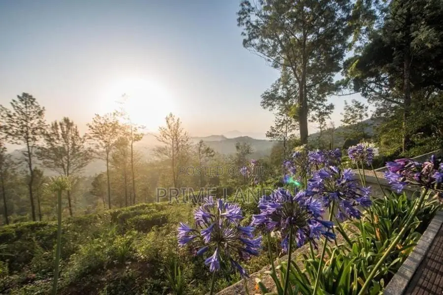 Holdy view point land for sale Nuwara Eliya pudaluoya