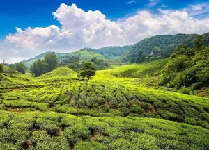 Land for Sale in Nuwara Eliya