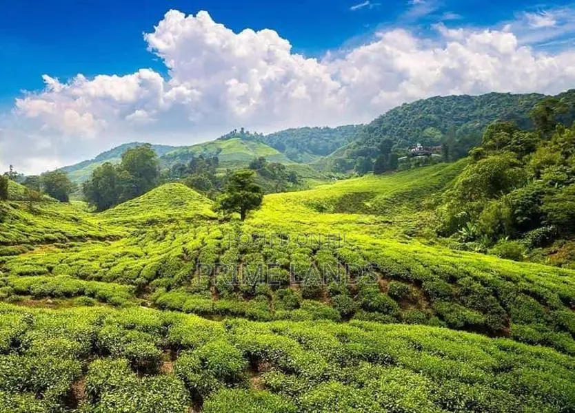 Land for Sale in Nuwara Eliya