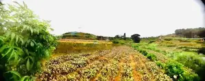 Nuwara Eliya : 95 perches Land for Sale at Meepilimana