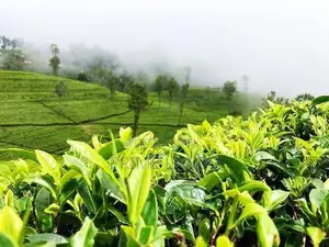 Land for sale Nuwara Eliya Road Hatton