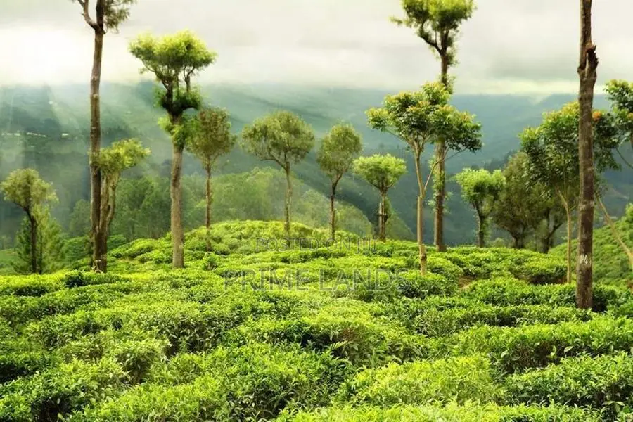 Land for sale Nuwara Eliya Road Hatton