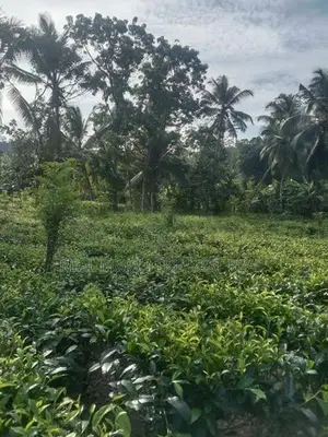 Galle : 143.4 perches Tea estate for Sale at Ihalakeebiya