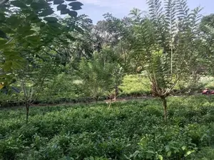 Galle : 143.4 perches Tea estate for Sale at Ihalakeebiya