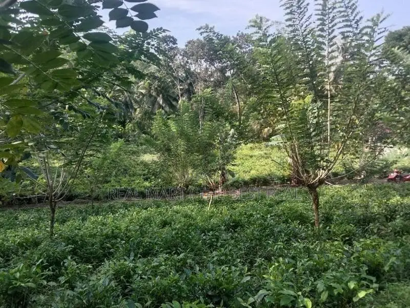 Galle : 143.4 perches Tea estate for Sale at Ihalakeebiya