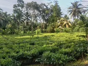 Galle : 143.4 perches Tea estate for Sale at Ihalakeebiya