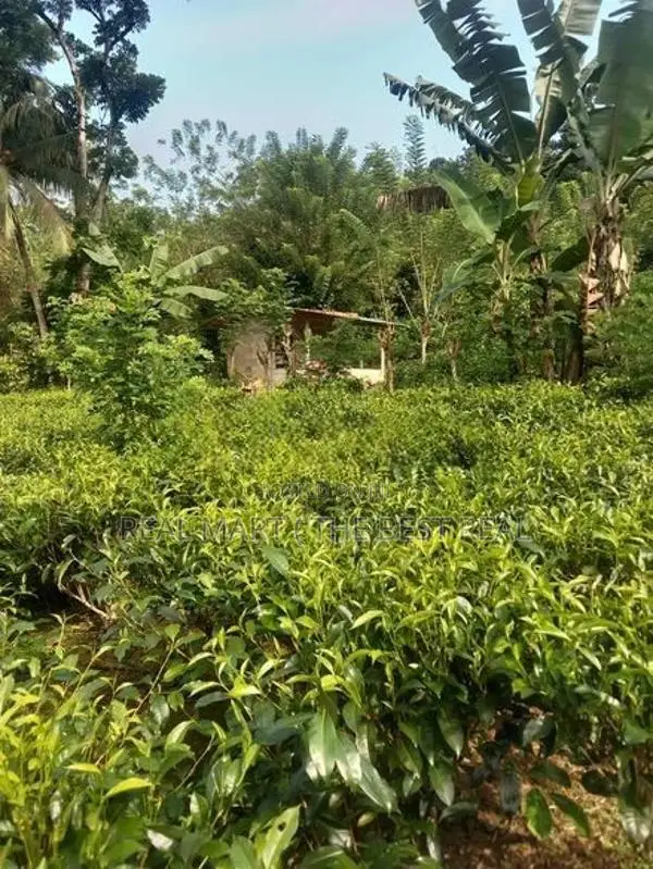 Galle : 143.4 perches Tea estate for Sale at Ihalakeebiya