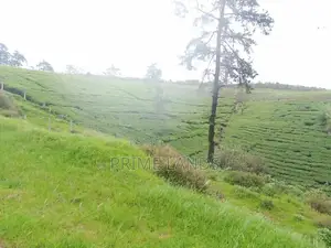 Land for sale Nuwara Eliya