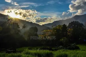 Land for sale Nuwara Eliya Rothes tea estate