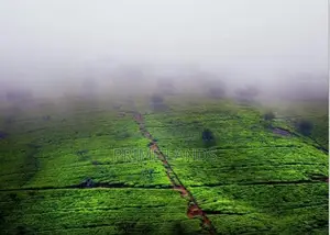 Land for Sale Nuwara Eliya Rothes