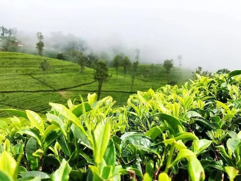 Land for Sale Nuwaraeliya Road, Pundaluoya