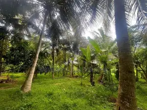 Coconut Grown Land Facing BUs Rd Anamaduwa - Putlam District