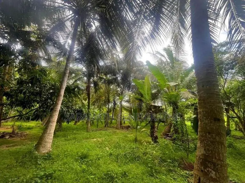 Coconut Grown Land Facing BUs Rd Anamaduwa - Putlam District