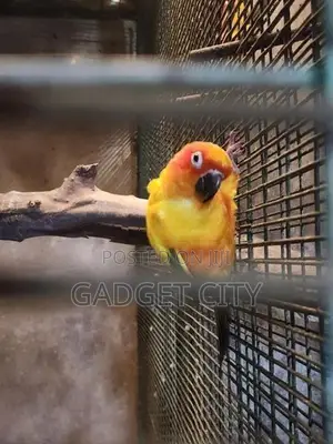 Sun Conure Bird