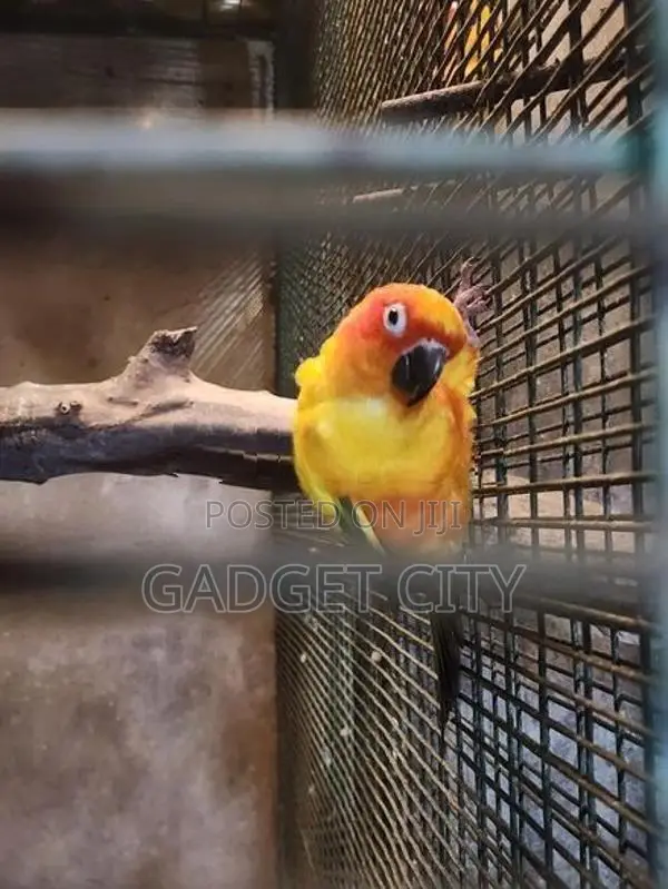 Sun Conure Bird