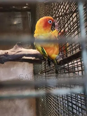 Sun Conure Bird