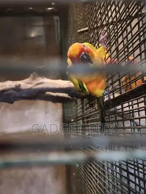 Sun Conure Bird