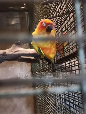 Sun Conure Bird