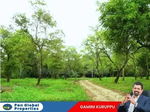 Estate For Sale In Dambulla
