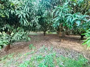 Estate For Sale In Dambulla