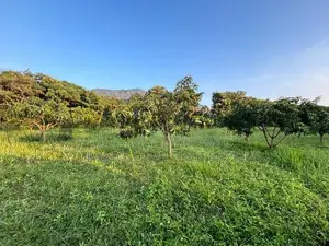 Estate For Sale In Dambulla