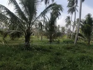 Chilaw 35 Acers Coconut Estate for Sale facing Kurunegala Road