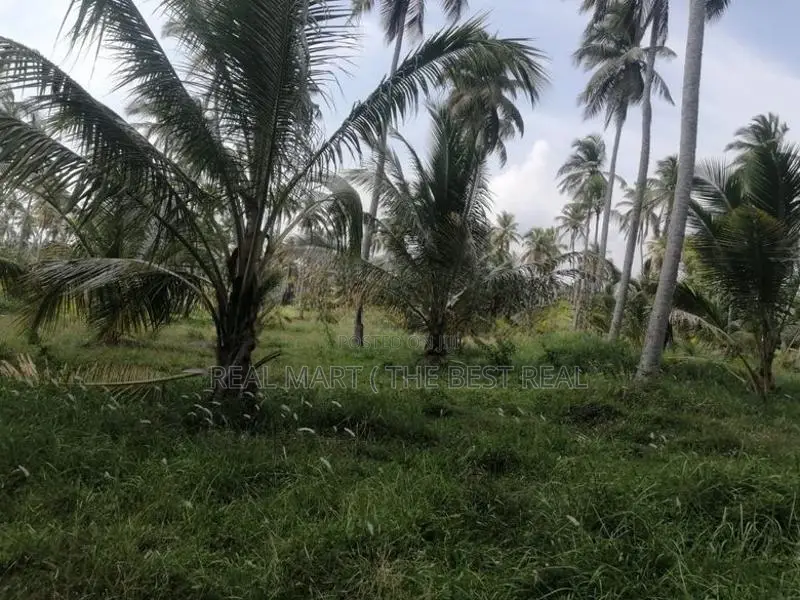Chilaw 35 Acers Coconut Estate for Sale facing Kurunegala Road