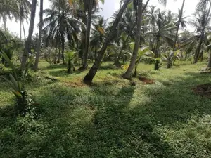 Chilaw 35 Acers Coconut Estate for Sale facing Kurunegala Road
