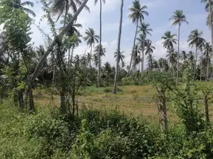 Chilaw 35 Acers Coconut Estate for Sale facing Kurunegala Road