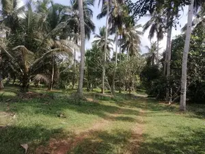 Chilaw 35 Acers Coconut Estate for Sale facing Kurunegala Road