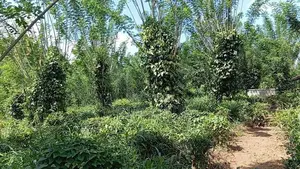 Valuable Land for Sale Pilimathalawa