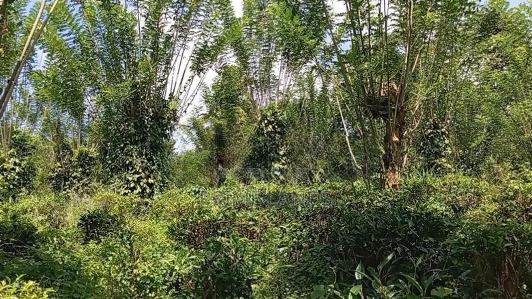 Valuable Land for Sale Pilimathalawa
