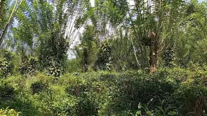 Valuable Land for Sale Pilimathalawa