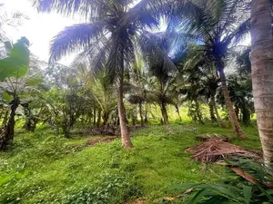 Coconut Grown Land Facing Bus Rd Anamaduwa - Putlam District