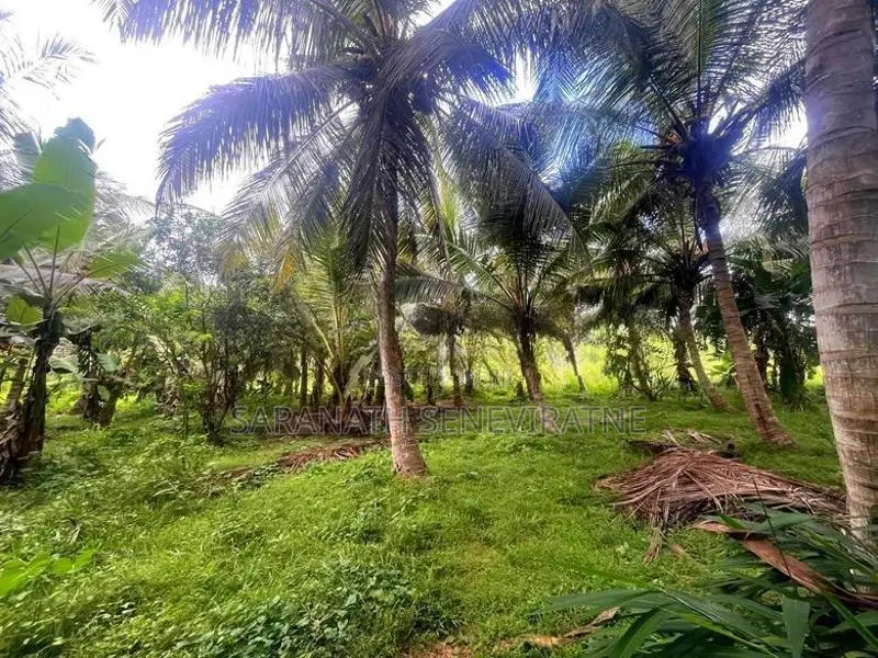 Coconut Grown Land Facing Bus Rd Anamaduwa - Putlam District
