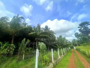 Coconut Grown Land Facing Bus Rd Anamaduwa - Putlam District