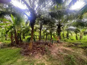 Coconut Grown Land Facing Bus Rd Anamaduwa - Putlam District