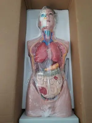 Torso