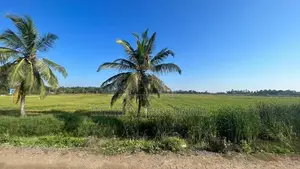 (AFA453)200 P Beach Facing Land Sale At Usangoda Nonagama