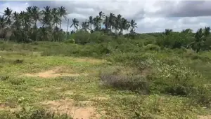 (AFA453)200 P Beach Facing Land Sale At Usangoda Nonagama
