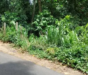 Kandy : 30 perches Commercial Land for Sale Facing road