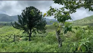 Land for sale Nuwara Eliya
