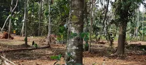 Kurunegala 112 perches Land for Sale Udubaddawa