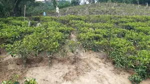 Ella : 112 perches Hotel Land for Sale facing Asapuwa Road