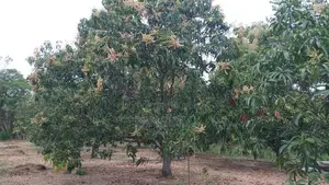 Mango Plantation Land for Sale in Dambulla