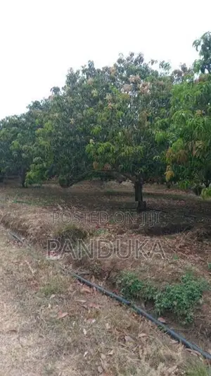 Mango Plantation Land for Sale in Dambulla
