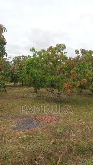 Mango Plantation Land for Sale in Dambulla