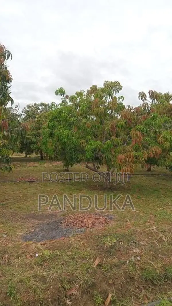 Mango Plantation Land for Sale in Dambulla